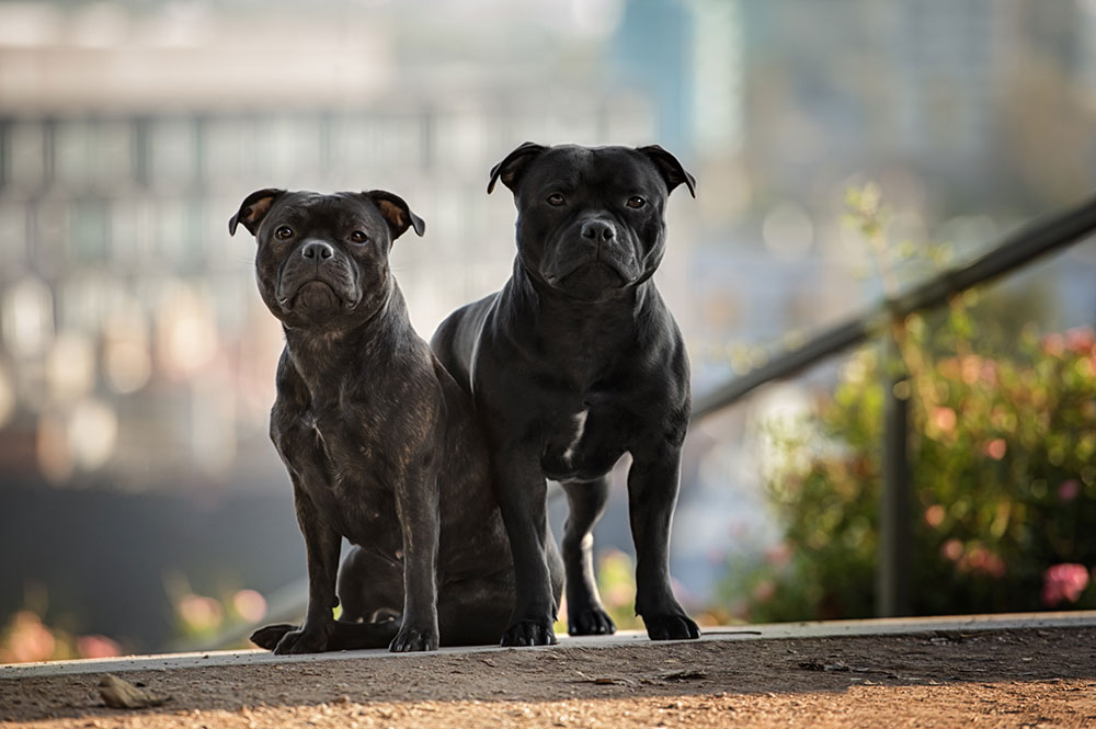 BullTerriers