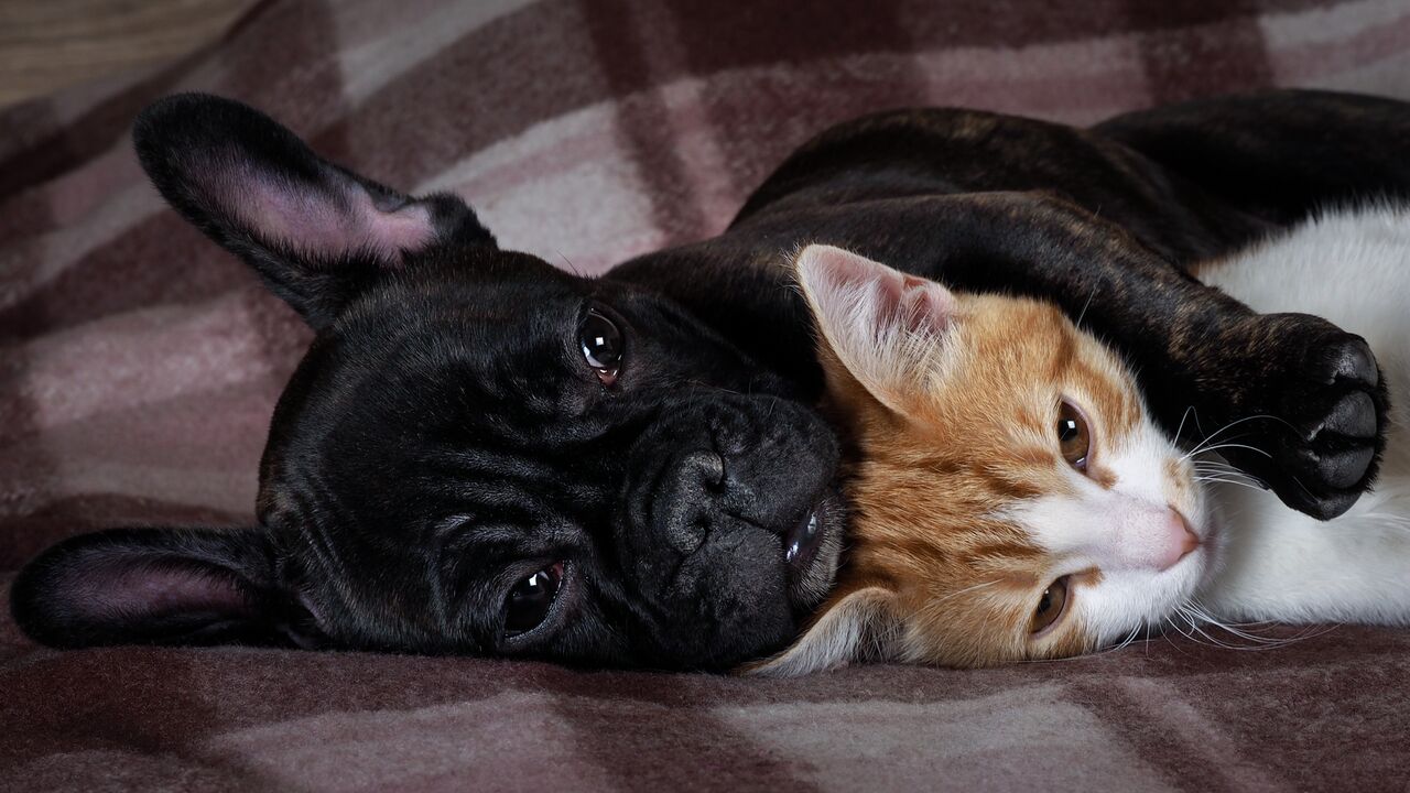 DogCat