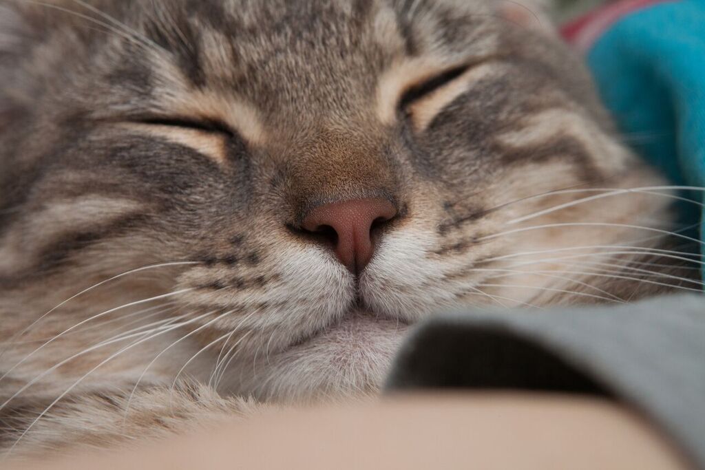 TabbyCHARLIE