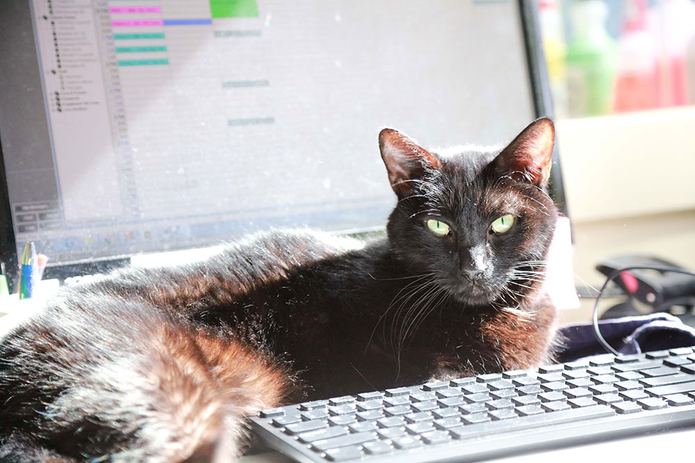 cat-computer