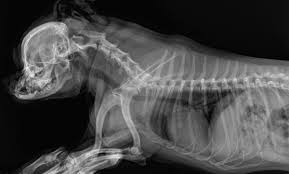 digital-radiology