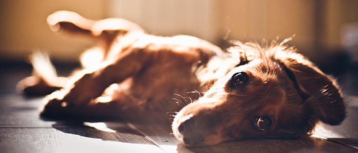 euthanasia-dog