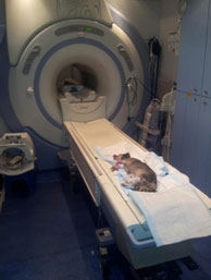 mri