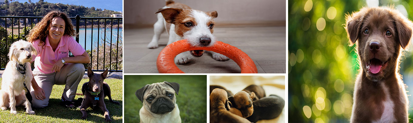 puppy-bg