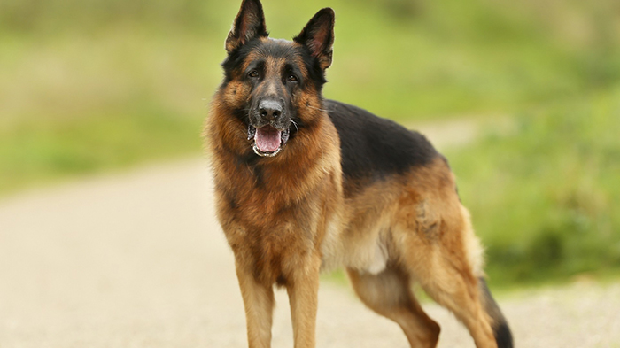 sheba