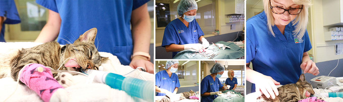 surgery